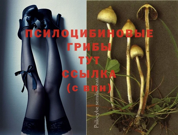 крисы Вязьма